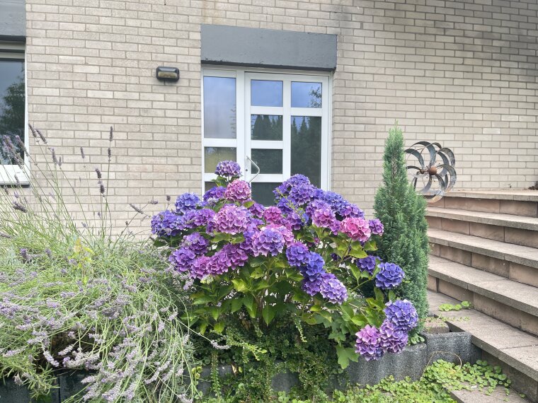 Hausansicht im Sommer